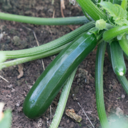 Cukinia Zefiros f1 1000 nasion st